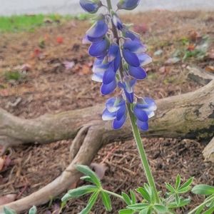 Meet your Posher, Gail